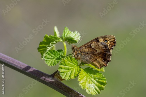 
Satyridae / Karanlık Orman Esmeri / Speckled Wood / Pararge aegeria