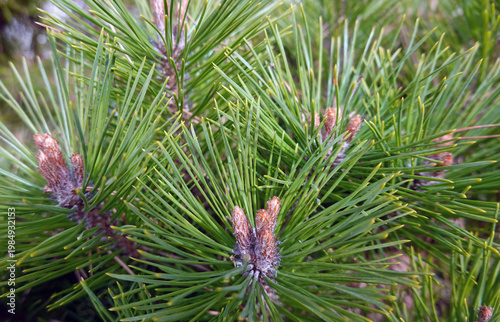 Junge Triebe einer Latsche - Legföhre - Pinus mugo mugo - mountain pine