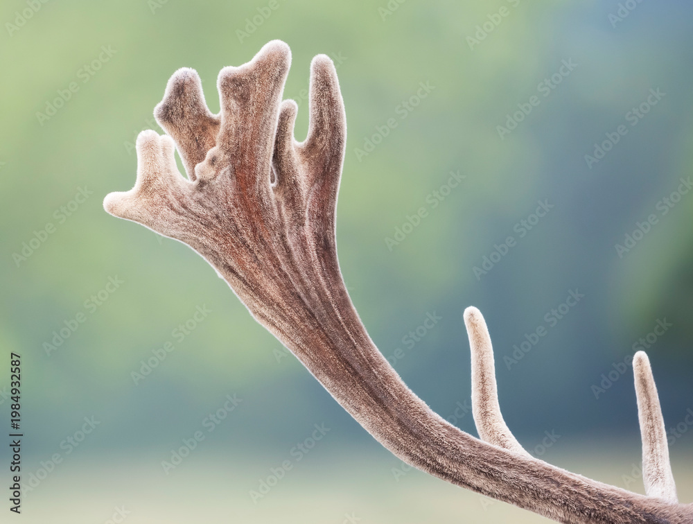 Fototapeta premium Close-up of red deer stag antler covered in soft, protective velvet in summer