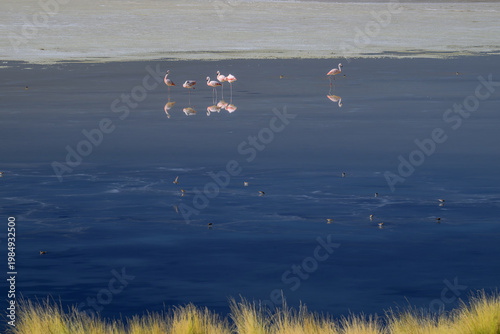 A small group of pink flamingos standing in a calm, deep blue salt lake with sharp reflections. Yellow grass in the foreground creates a natural frame in a remote high-altitude landscape.