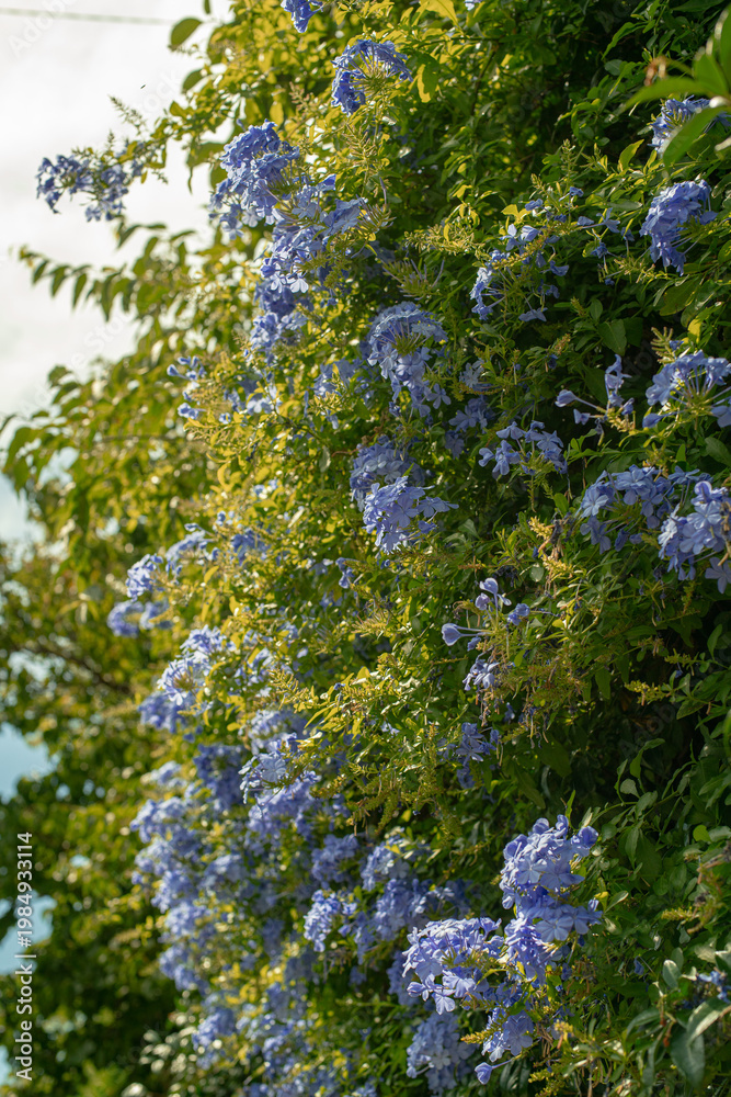 Fototapeta premium Fiori azzurri