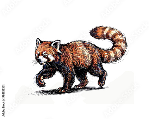Detailed illustration of a red panda walking with a bushy striped tail