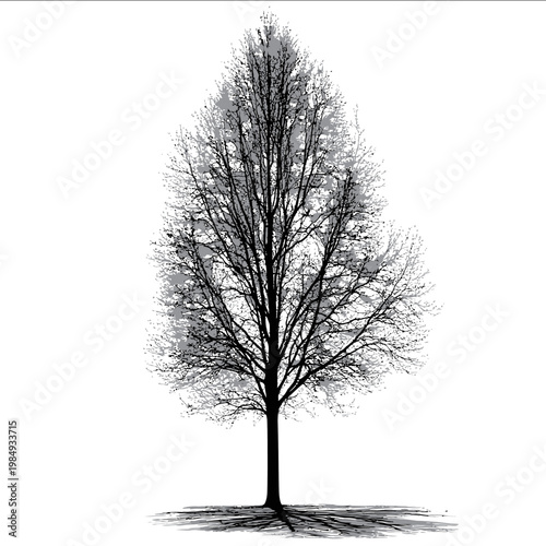 vector Poplar tree silhouette black on white background simple shapes svg vector graphic
