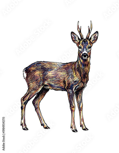 Artistic Roe Deer with Colorful Abstract Fur Texture Standing on White Background