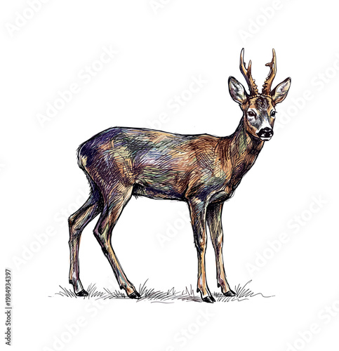 Artistic illustration of a majestic roe deer with colorful textured fur standing on grass