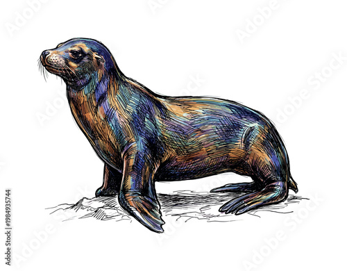Artistic illustration of a sea lion with vibrant, colorful fur texture