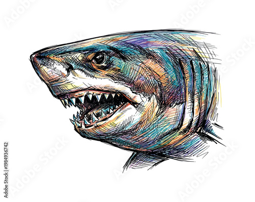 Close-up artistic sketch of a great white shark's head with vibrant colors