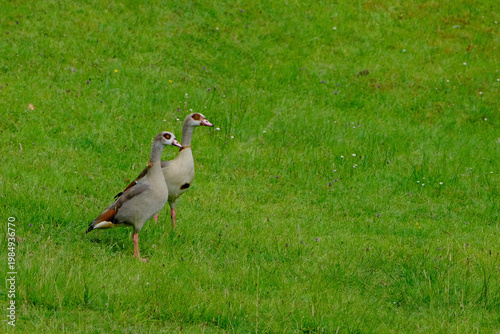 Fotografie Duo d'oies dans une prairie