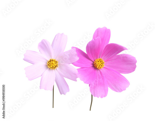 Two delicate pink cosmos flowers isolated on transparent background. 
