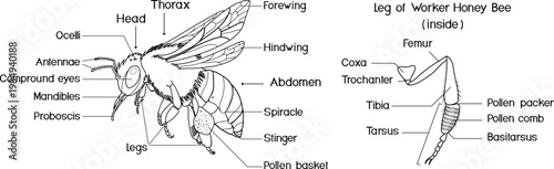 Honey bee anatomy diagram. Worker bee body parts and leg structure. Vector illustration
