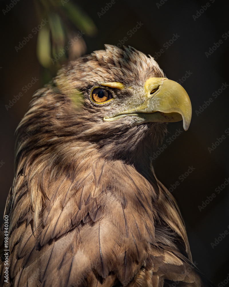 Naklejka premium White-tailed eagle close up portrait – Haliaeetus albicilla bird of prey wildlife photography