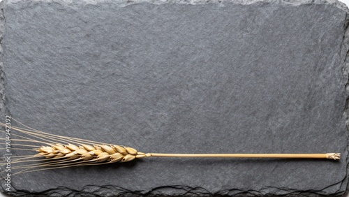 Single Golden Ear of Wheat on Dark Grey Slate Stone Background with Ample Copy Space Flat Lay