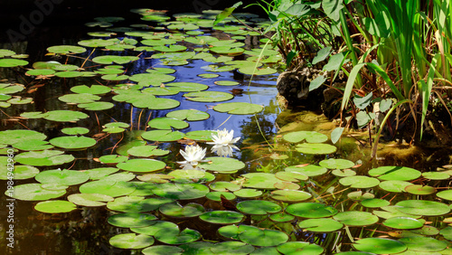 Pond with white waterlilies, frogs and leaves