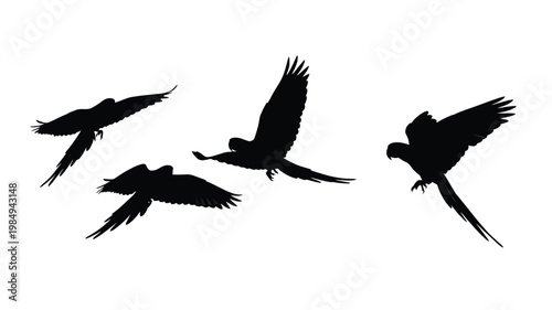 Four parrots in flight a striking black cutout silhouette