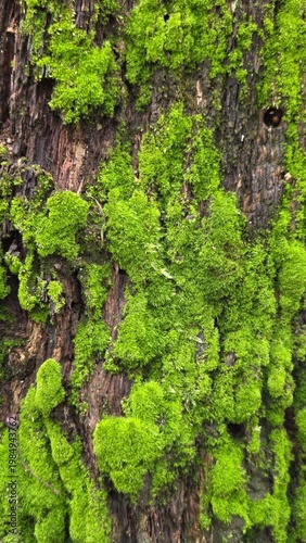 Fotografie Vibrant green moss on old tree bark, macro texture of forest nature, organic bac