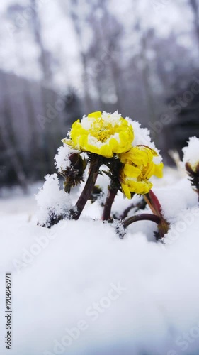 唐沢地区の福寿草と降る雪