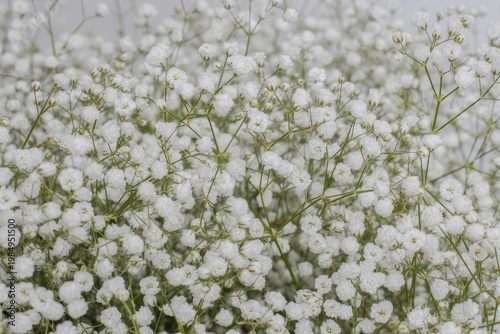Close up of white baby's breath flowers forming soft delicate floral background