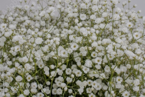 Gypsophila blossoms creating airy romantic texture with natural light and soft focus