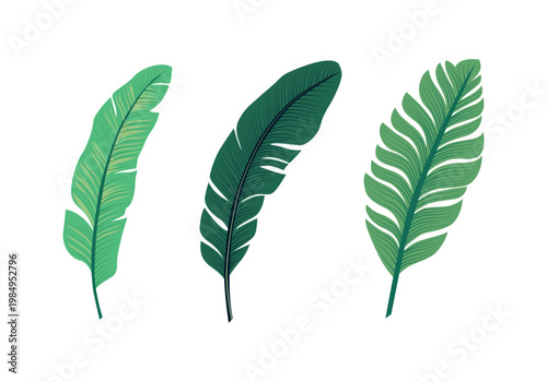 Green banana leaf set for print