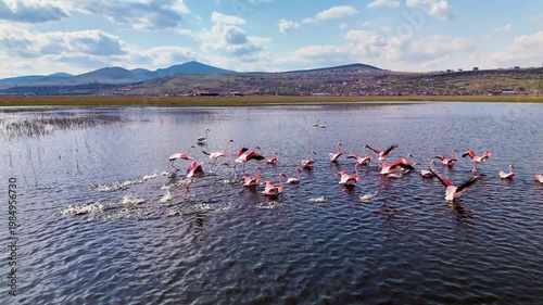 Flock of flamingos feeding in a dark water wetland lake, aerial drone view