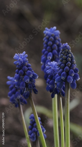 Close-up of a vibrant blue muscari flower (grape hyacinth) blooming in a natural outdoor setting. Delicate bell-shaped blossoms rise from slender green leaves, softly illuminated by natural light. 