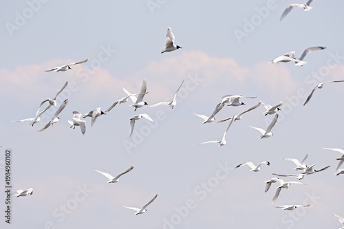Flock of white seagulls flying in pale blue sky with clouds
