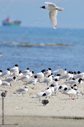 Gulls resting on sandy beach with cargo ship on sea horizon