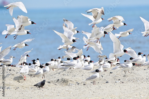 Massive colony of black-headed gulls gathering on a sunny beach with one pigeon present ideal for coastal wildlife migration and marine ecosystem themes