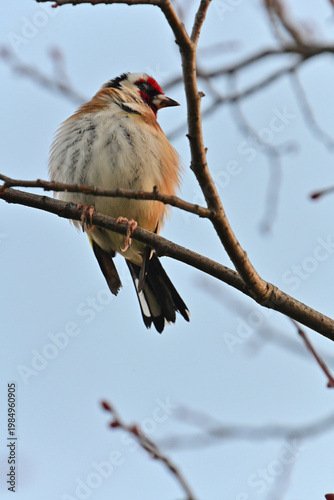 European goldfinch perched on tree branch early spring sky background