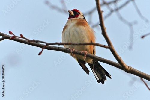 European goldfinch perched on tree branch early spring sky background