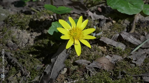 Small Yellow Spring Flower Blooming on Forest Ground