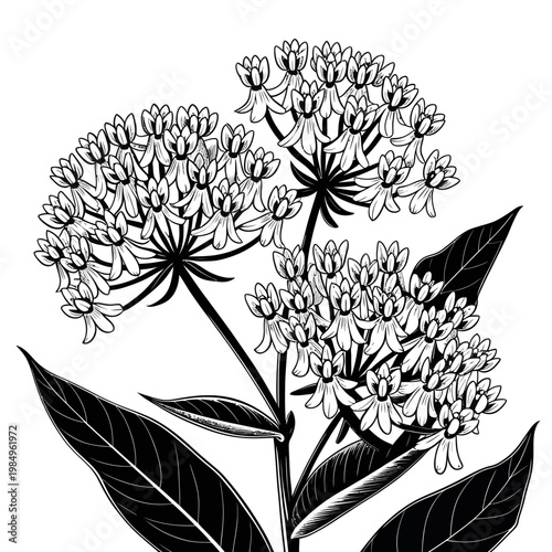Black and White Illustration of Queen Annes Lace Flower