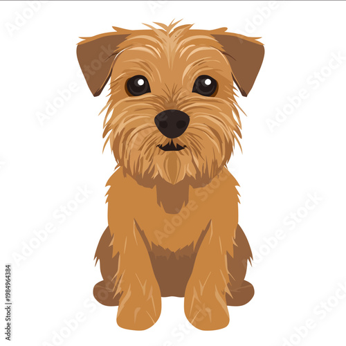simple vector Norfolk Terrier clipart illustration white background vector art style simple design flat illustration no shadows