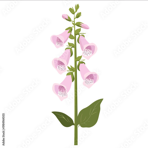 simple vector foxglove clipart illustration white background vector art style simple design flat illustration no shadows