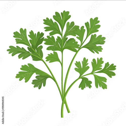 simple vector parsley clipart illustration white background vector art style simple design flat illustration no shadows