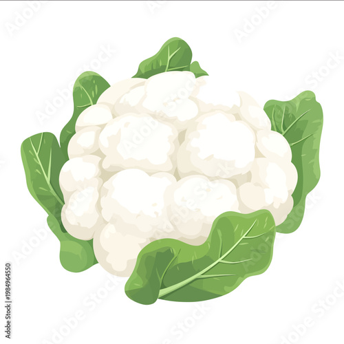 simple vector cauliflower clipart illustration white background vector art style simple design flat illustration no shadows
