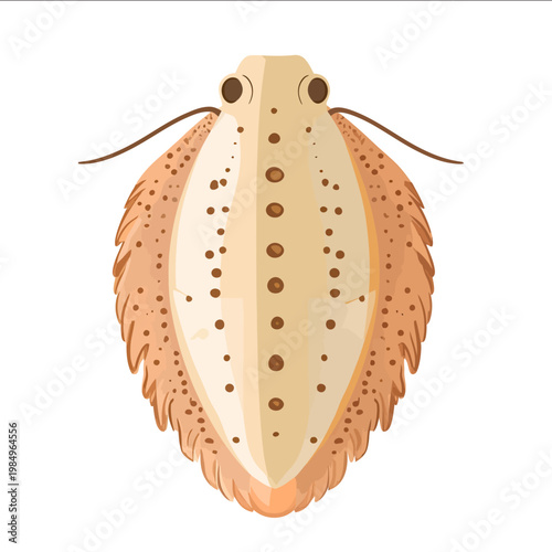 simple vector chiton clipart illustration white background vector art style simple design flat illustration no shadows