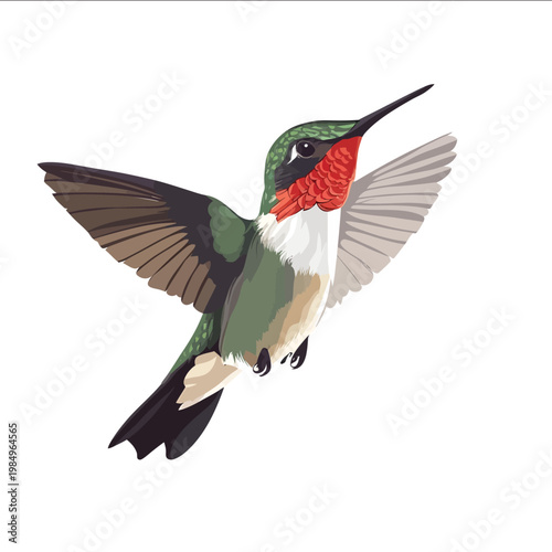 simple vector rubythroated hummingbird clipart illustration white background vector art style simple design flat illustration no shadows