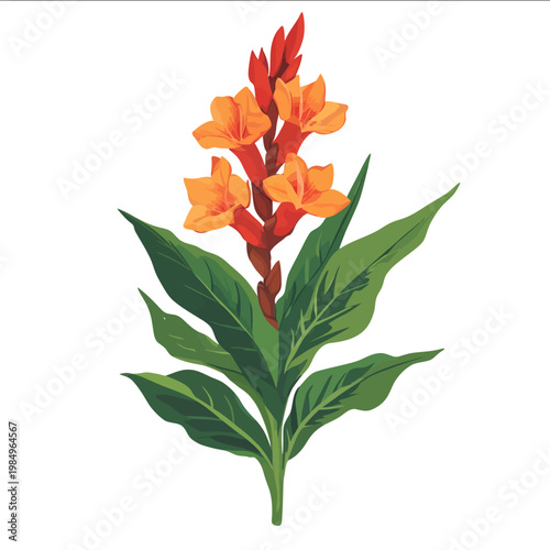 simple vector canna clipart illustration white background vector art style simple design flat illustration no shadows