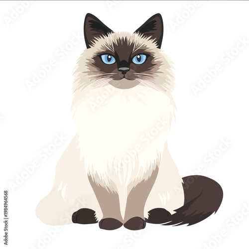 simple vector Birman clipart illustration white background vector art style simple design flat illustration no shadows