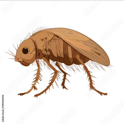 simple vector flea clipart illustration white background vector art style simple design flat illustration no shadows