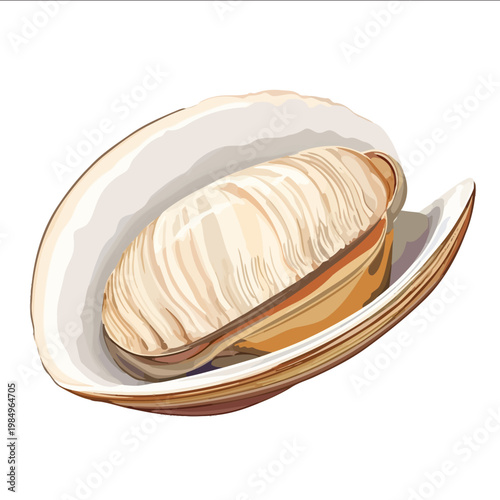 simple vector clam clipart illustration white background vector art style simple design flat illustration no shadows
