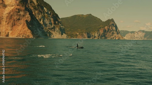 Killer whales swim in groups at high speed in bay and emerging from water to release fountains of steam and display their sharp dorsal fins.