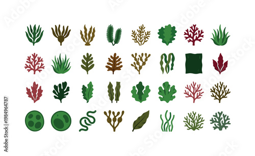 Seaweed varieties like kelp fronds sargassum clusters sea lettuce sheets and red algae branches arranged as natural ocean plant