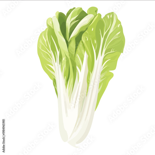simple vector endive clipart illustration white background vector art style simple design flat illustration no shadows