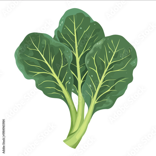 simple vector collard greens clipart illustration white background vector art style simple design flat illustration no shadows