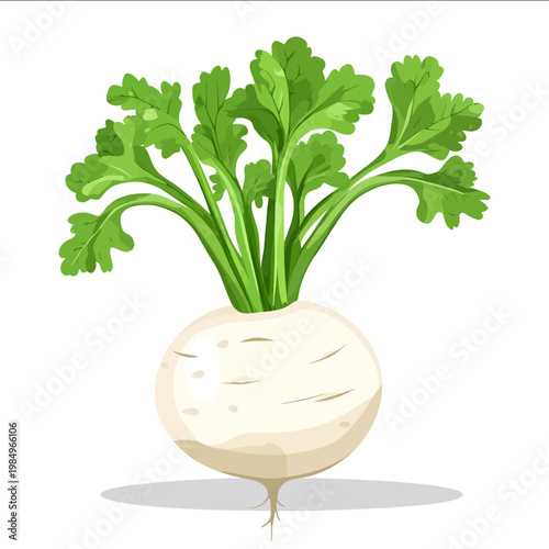 simple vector celeriac clipart illustration white background vector art style simple design flat illustration no shadows