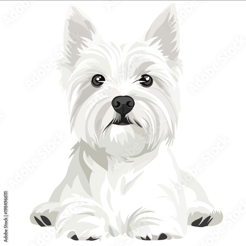 simple vector west highland white terrier clipart illustration white background vector art style simple design flat illustration no shadows.jpe