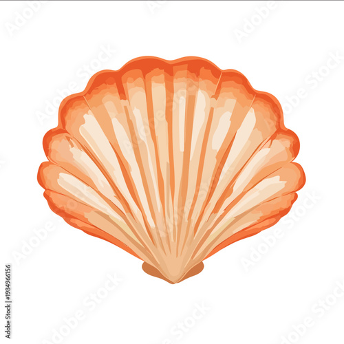 simple vector scallop clipart illustration white background vector art style simple design flat illustration no shadows