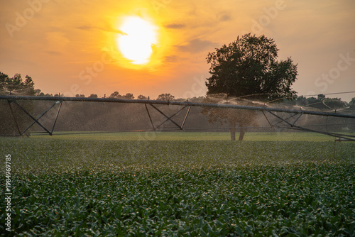 Watering farmland at sunset. Irrigation system watering crops in field. Watering corn. Agricultural sprayer working on a rural plantation. Morning irrigation. Watering farm field.